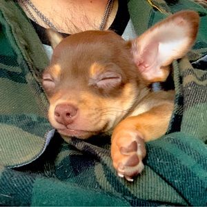 Meet your Posher, Bruce